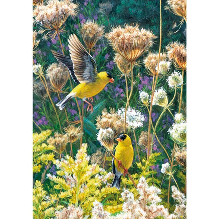 American Goldfinches 250pc