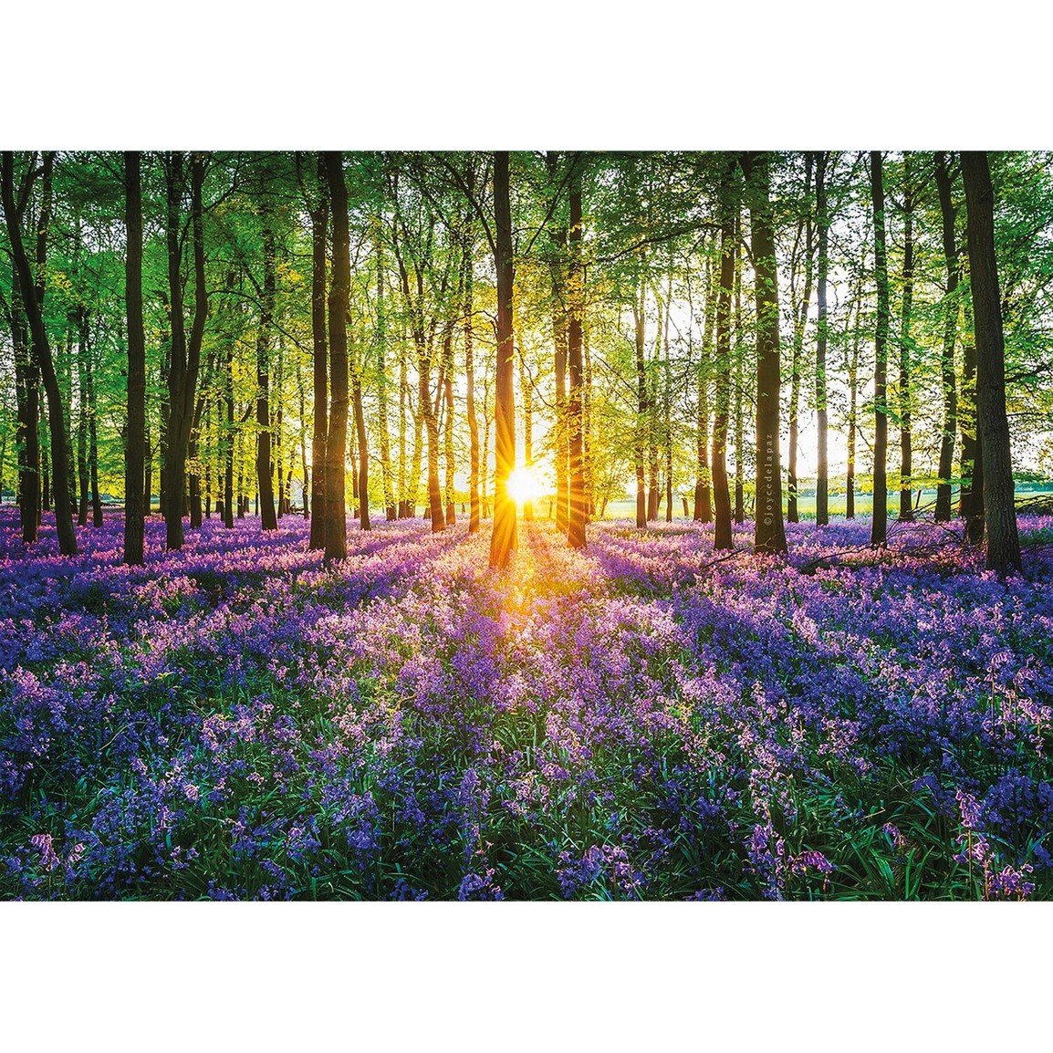 Bluebells Mini 40pc