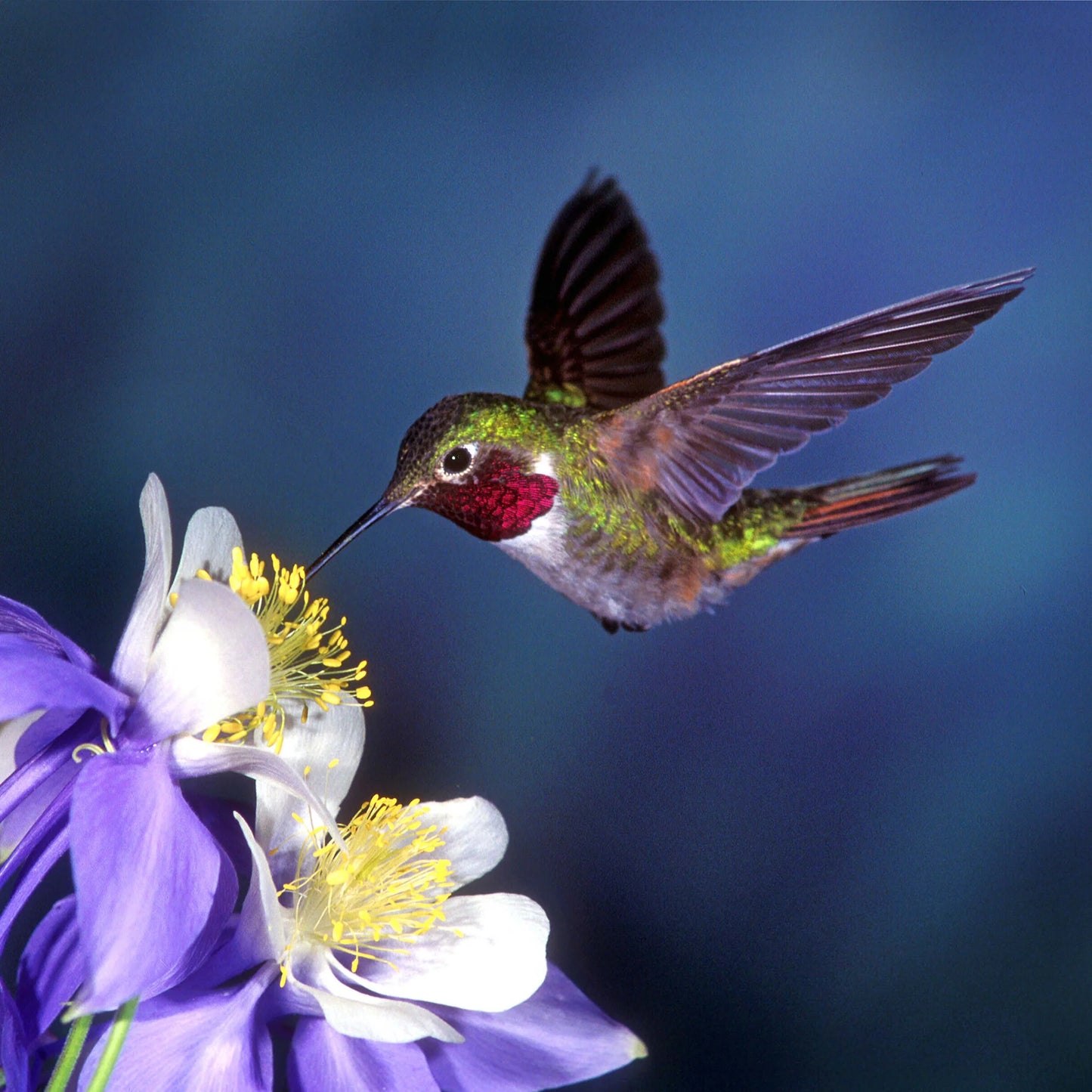 Broad-tailed HummingBird