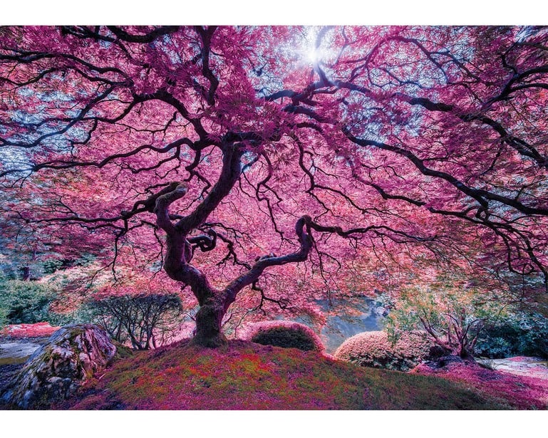 Japanese Maple Mini 40pc