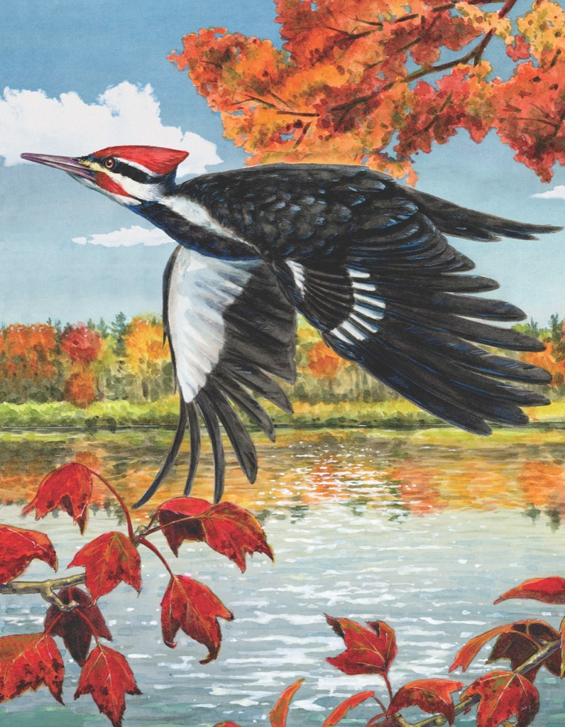 Cornell Ornithology: Pileated Woodpecker Mini 100pc