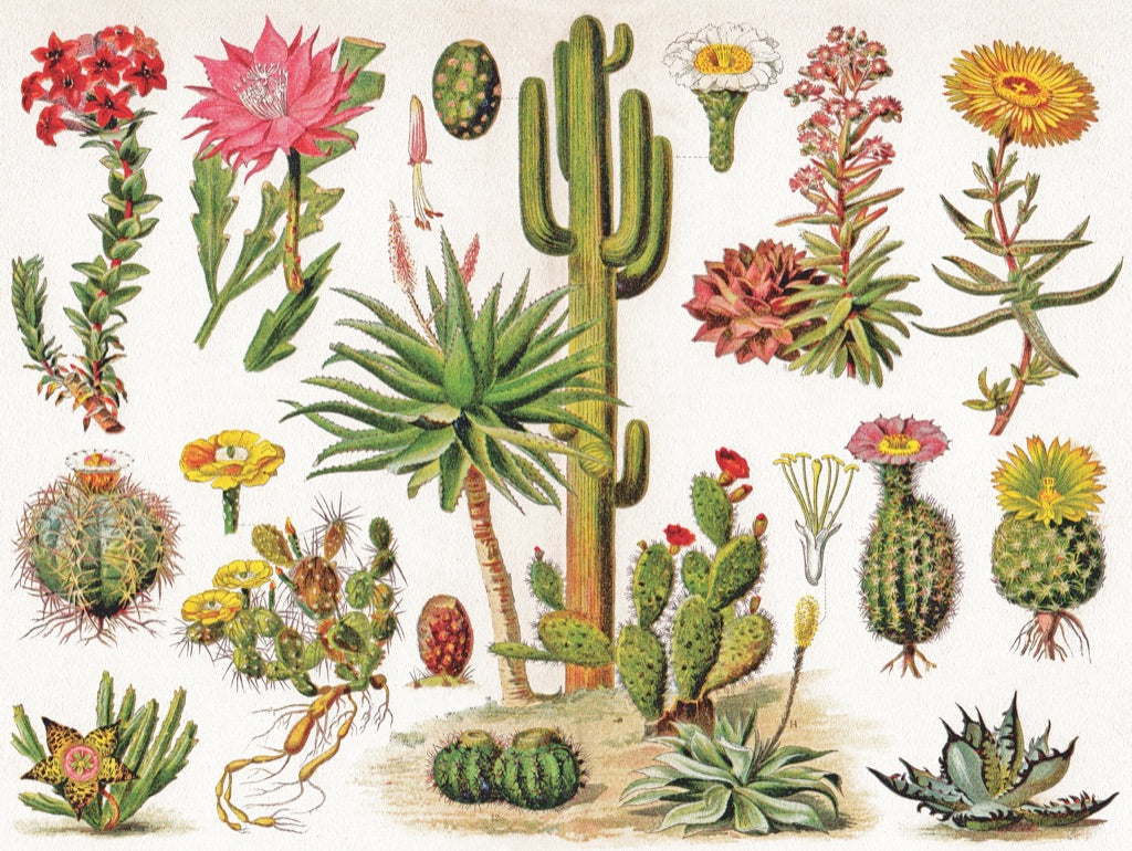 Cacti ~ Cactus 1000pc