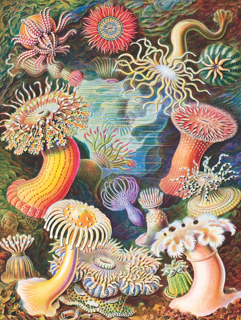 Sea Anemones 1000pc