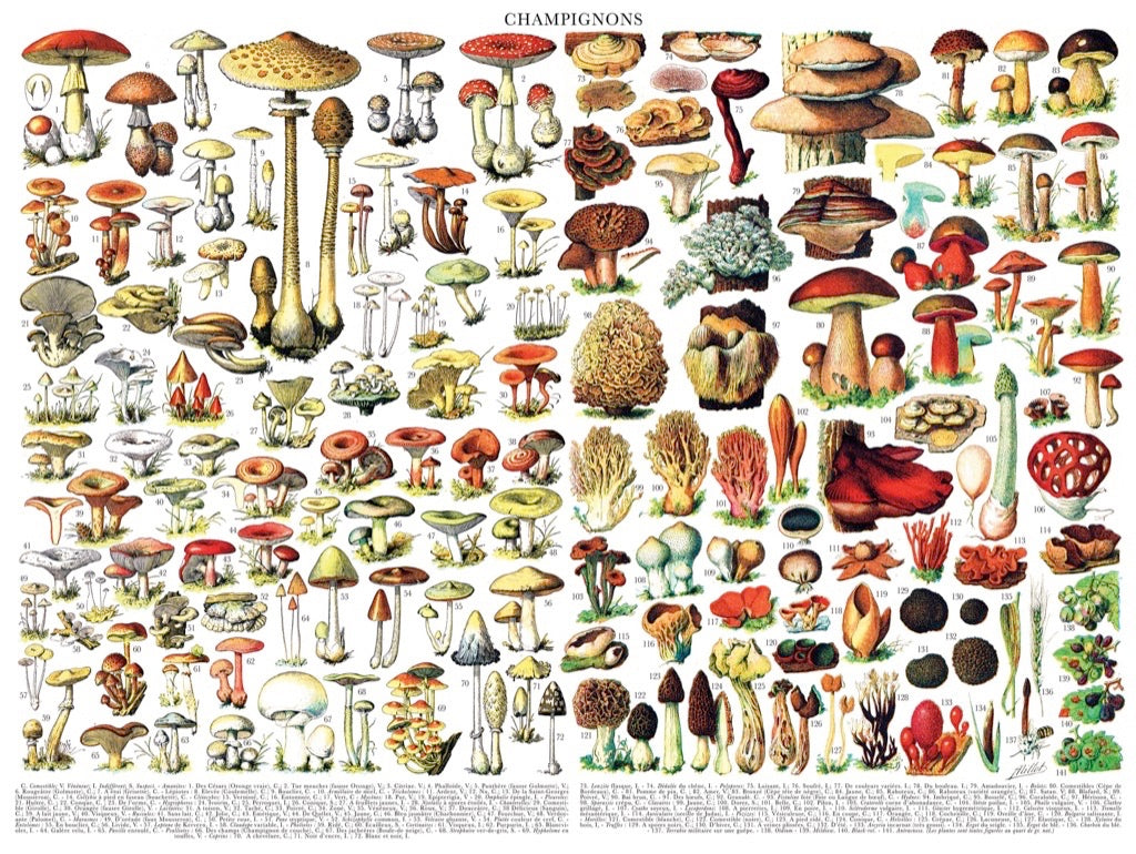 Mushrooms~ Champignons 1000pc