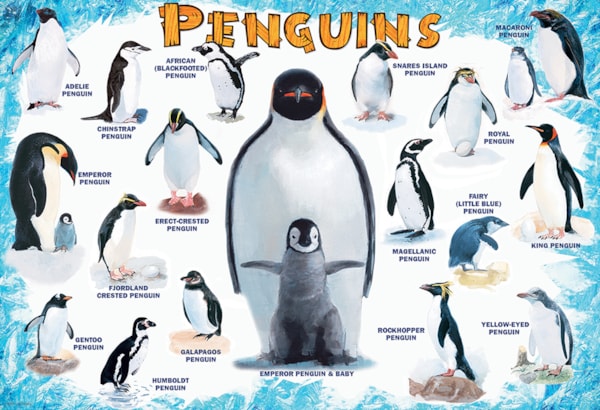 Penguins 100pc