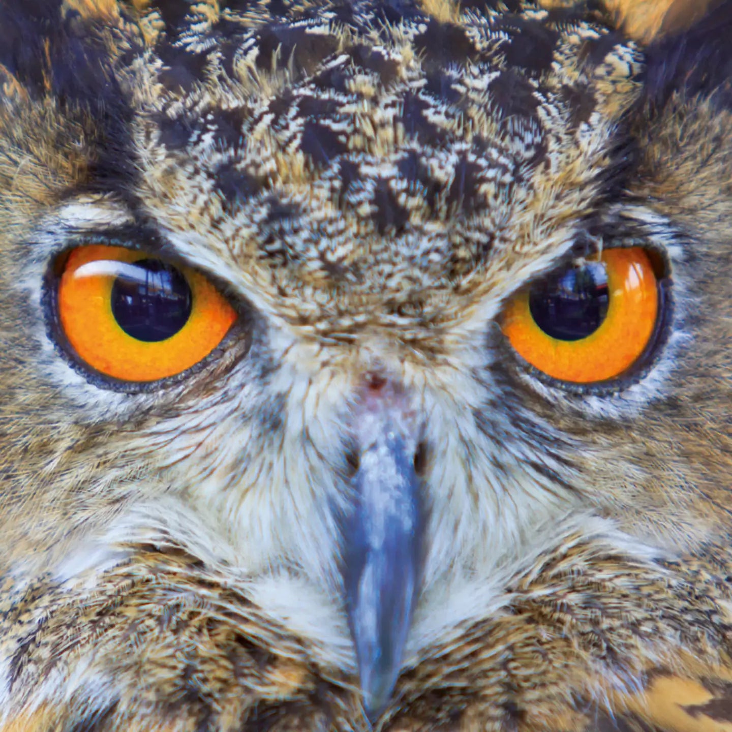 Q-Puzzle: Owl 70pc (Q4-4)