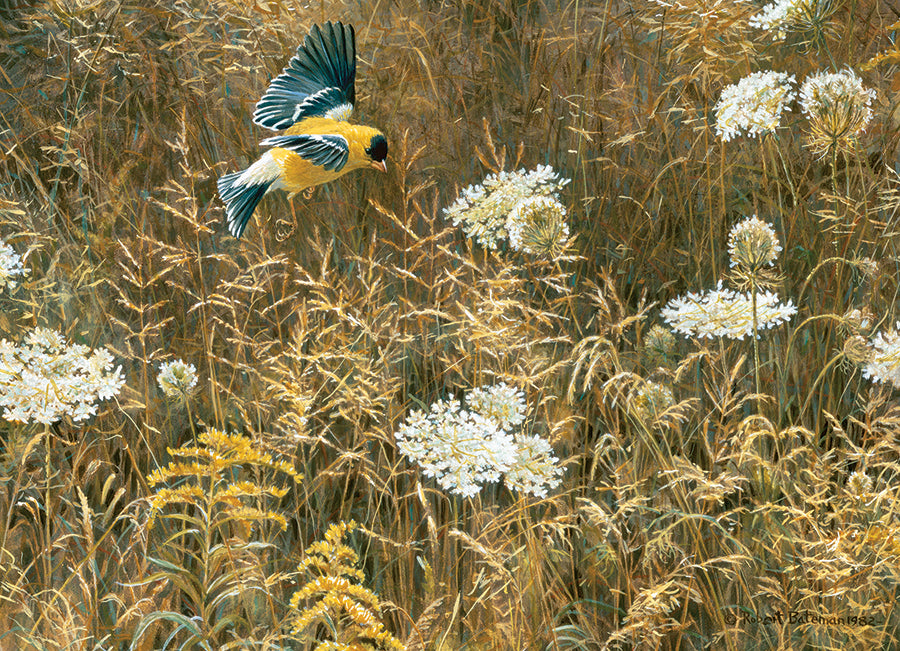 Queen Anne's Lace & American Goldfinch 500pc