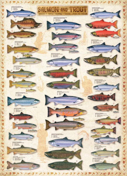 Salmon & Trout 1000pc