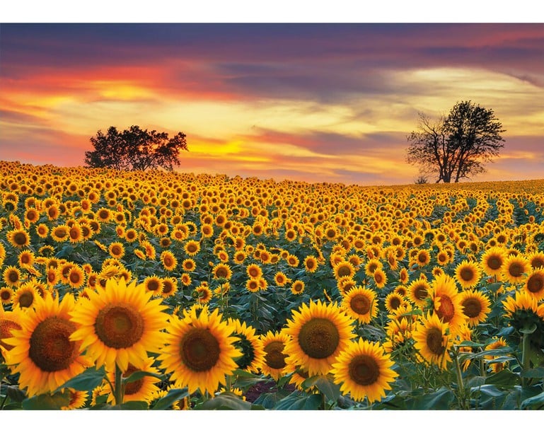 Sunflower Field Mini 80pc
