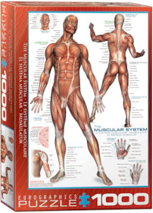The Muscular System 1000pc