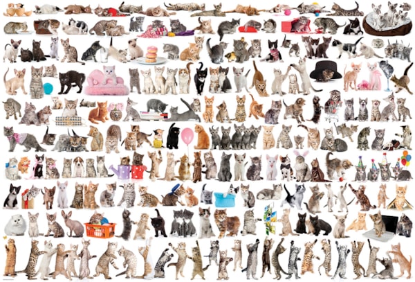 The World of Cats 1000pc