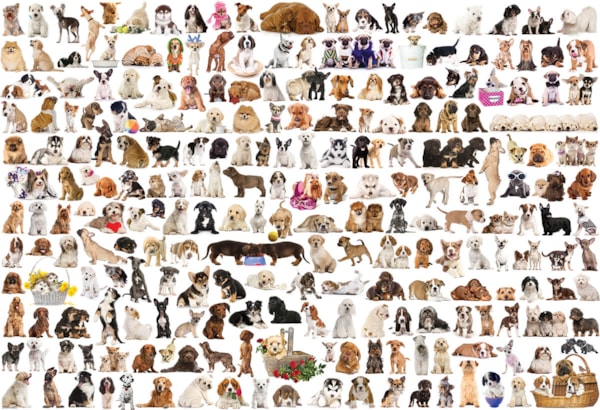 The World of Dogs 1000pc