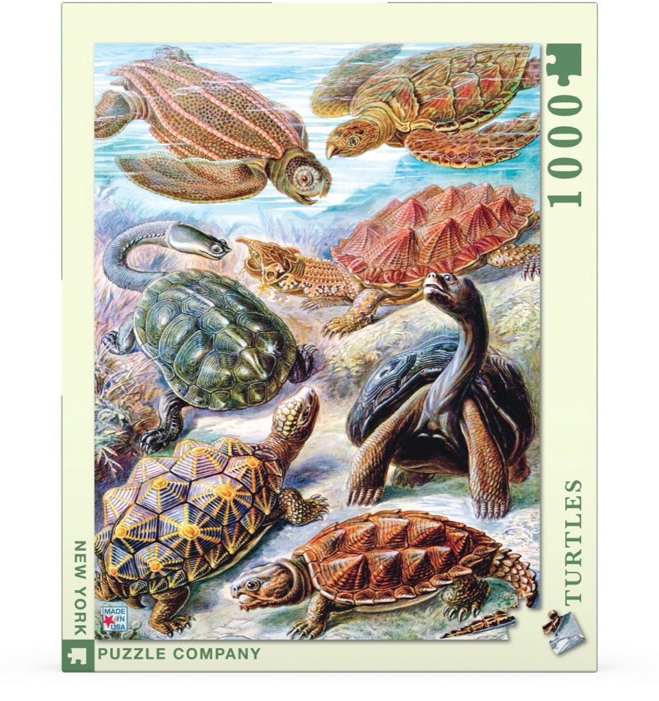 Turtles 1000pc