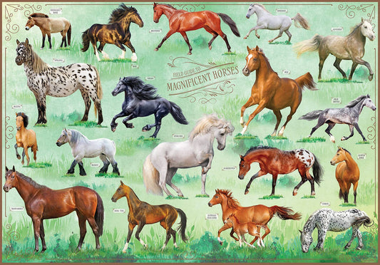 Field Guide to Magnificent Horses 500pc