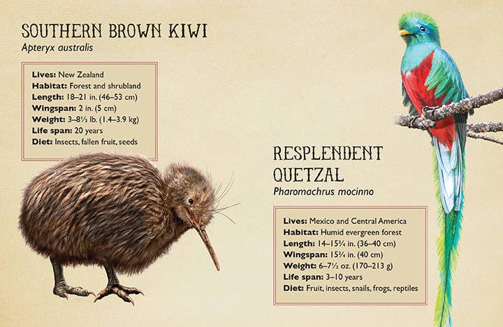 Field Guide to Magnificent Birds 500pc