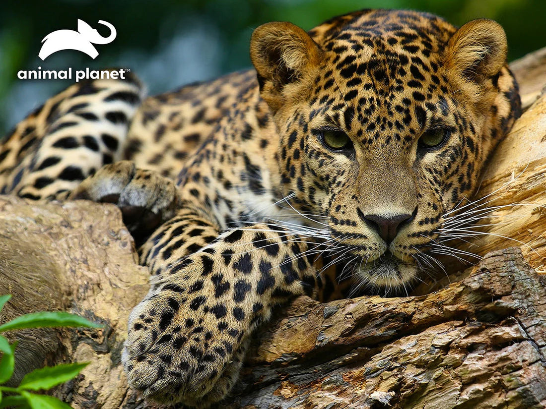 Leopard Discovery 3D Lenticular 500pc