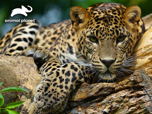 Leopard Discovery 3D Lenticular 500pc