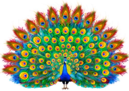 Beautiful Peacock (S)