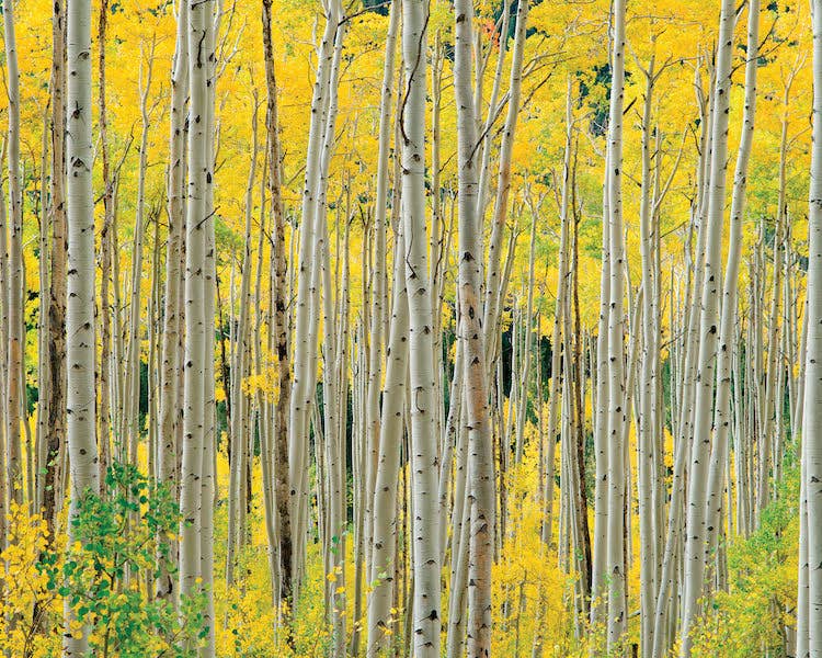 Aspens, Aspens, Aspens by O W Lawrence 1000pc