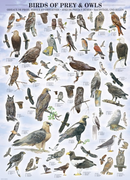 Birds of Prey and Owls 1000pc