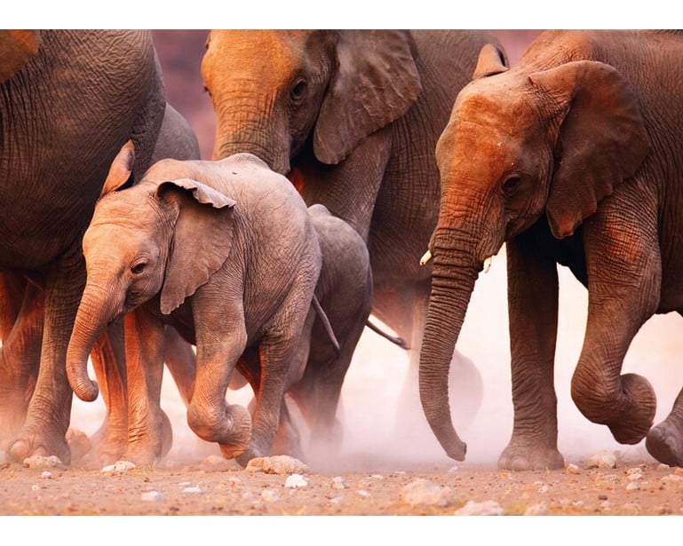 Elephant Herd Mini 80pc