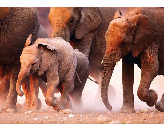 Elephant Herd Mini 80pc