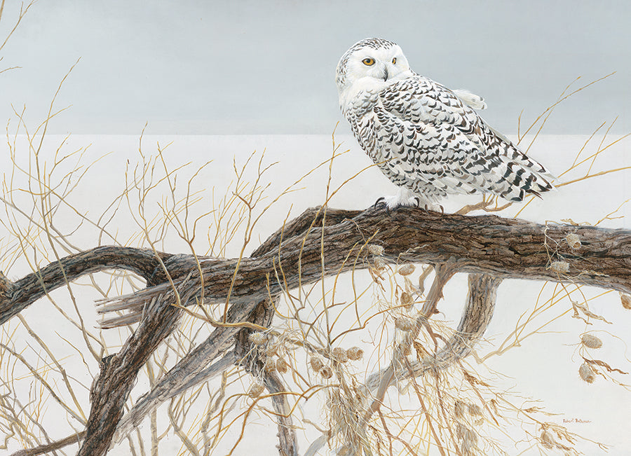 Fallen Willow Snowy Owl 500pc