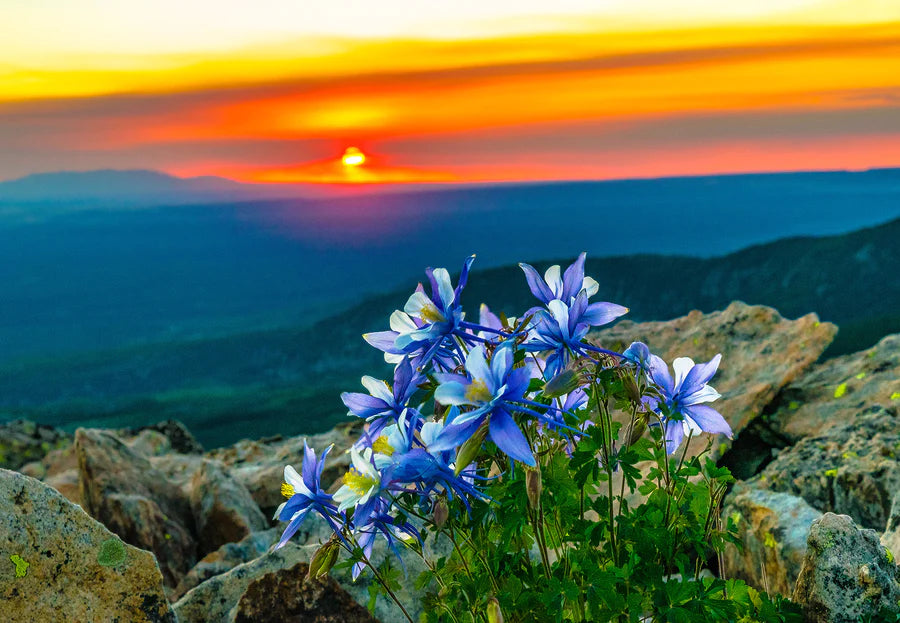 Good Morning Colorado /Jar