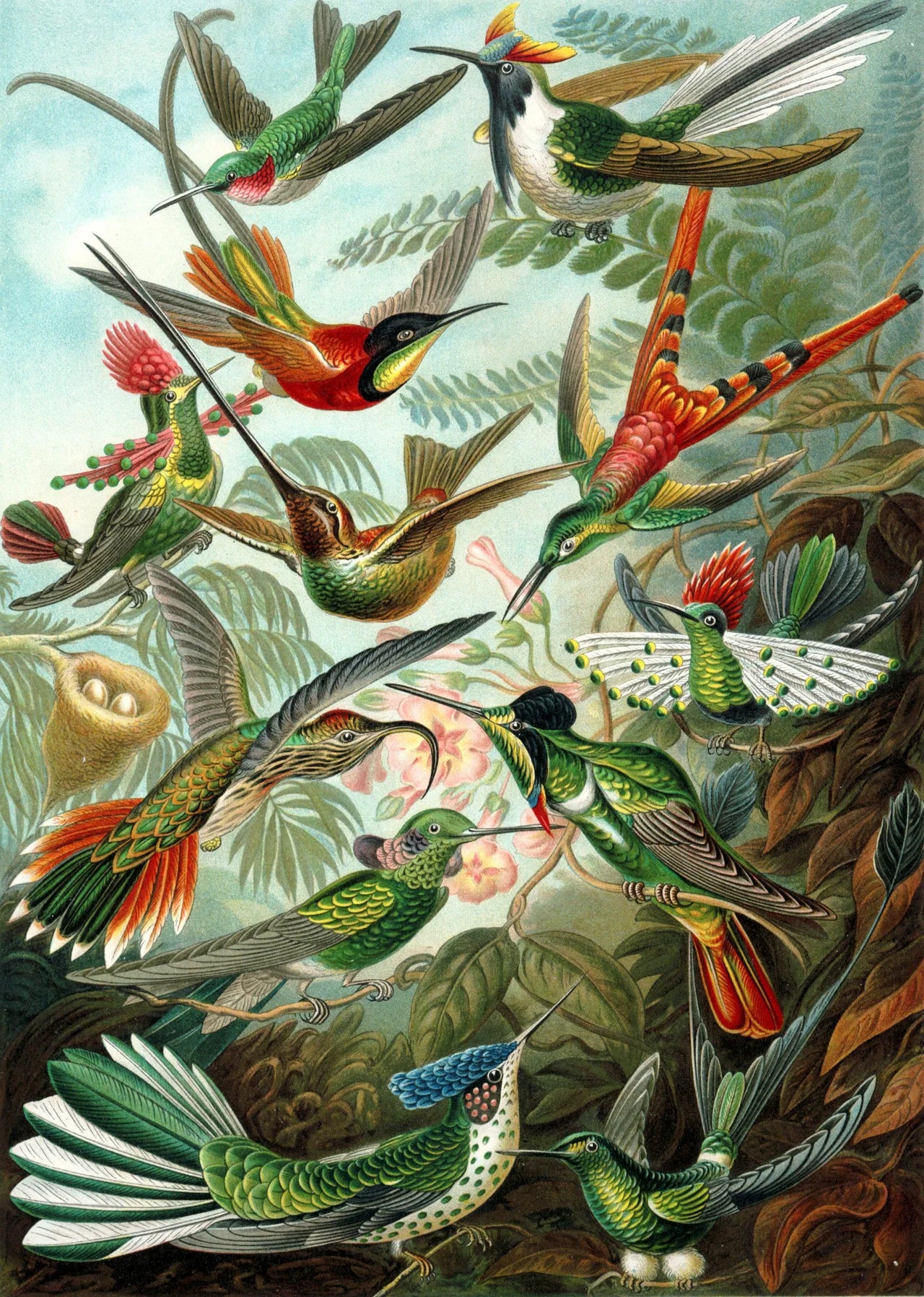 Hummingbirds by Haeckel 262pc