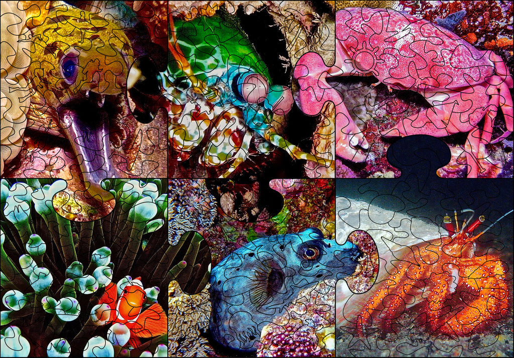 Weird Ocean Critters