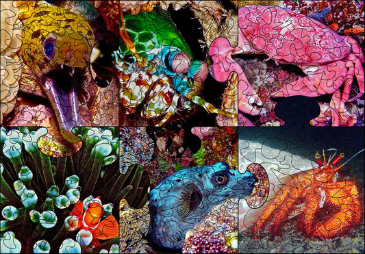Weird Ocean Critters