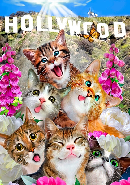 Kittens In Hollywood S