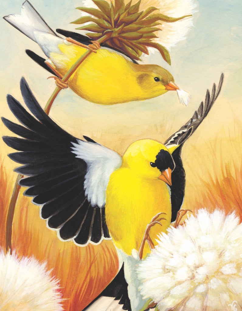 Cornell Ornithology: American Goldfinches Mini 100pc