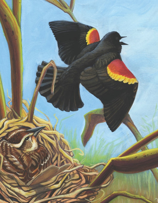 Cornell Ornithology: Red-Winged Blackbird Mini 100pc