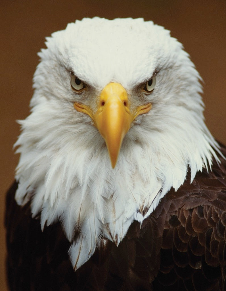 National Geographic: Bald Eagle Mini 100pc