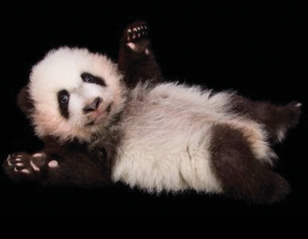 National Geographic: Baby Panda Mini 100pc
