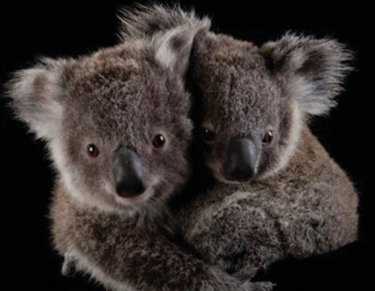 National Geographic Koala Friends Mini 100pc