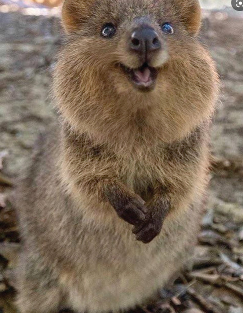 National Geographic Quokka Mini 100pc