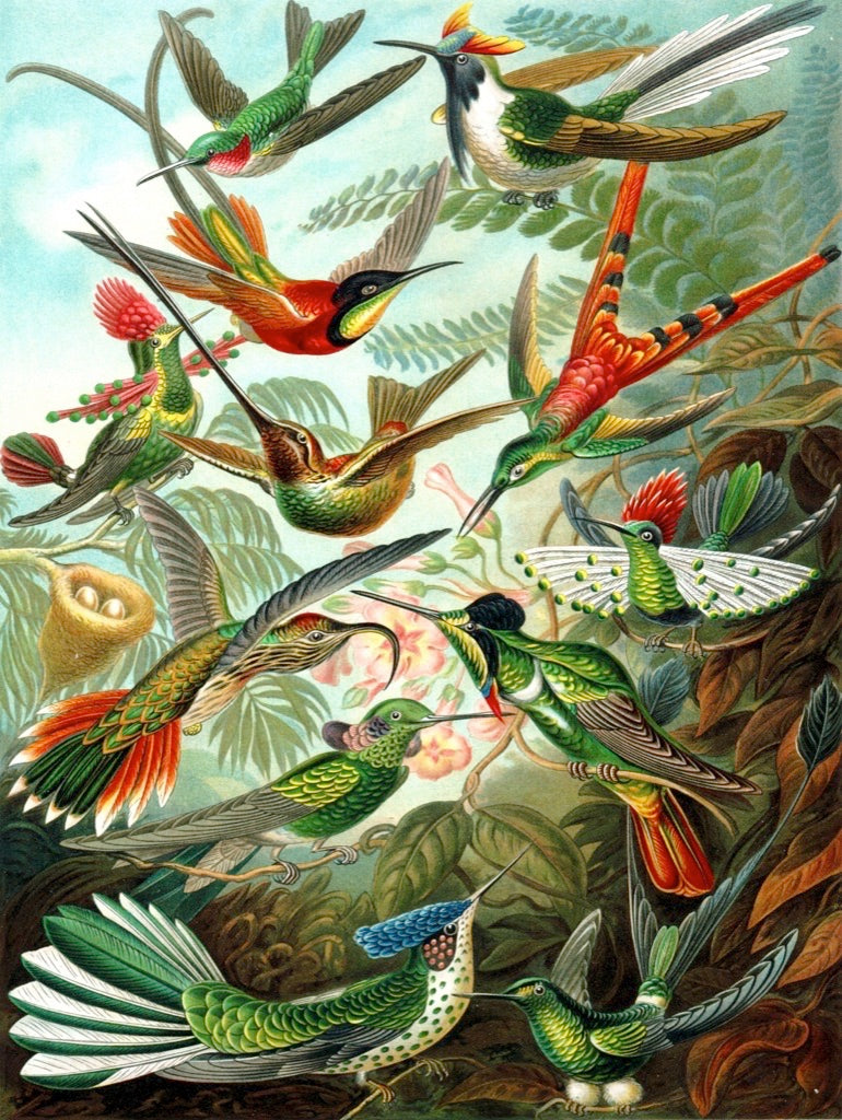 Hummingbirds 1000pc
