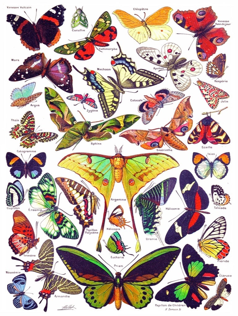 Butterflies ~ Papillons 1000pc