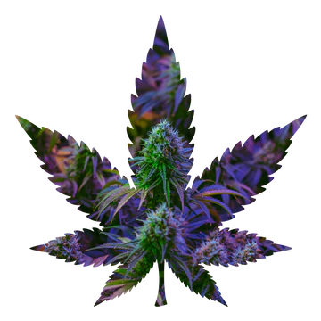 Purple Haze Budzzle