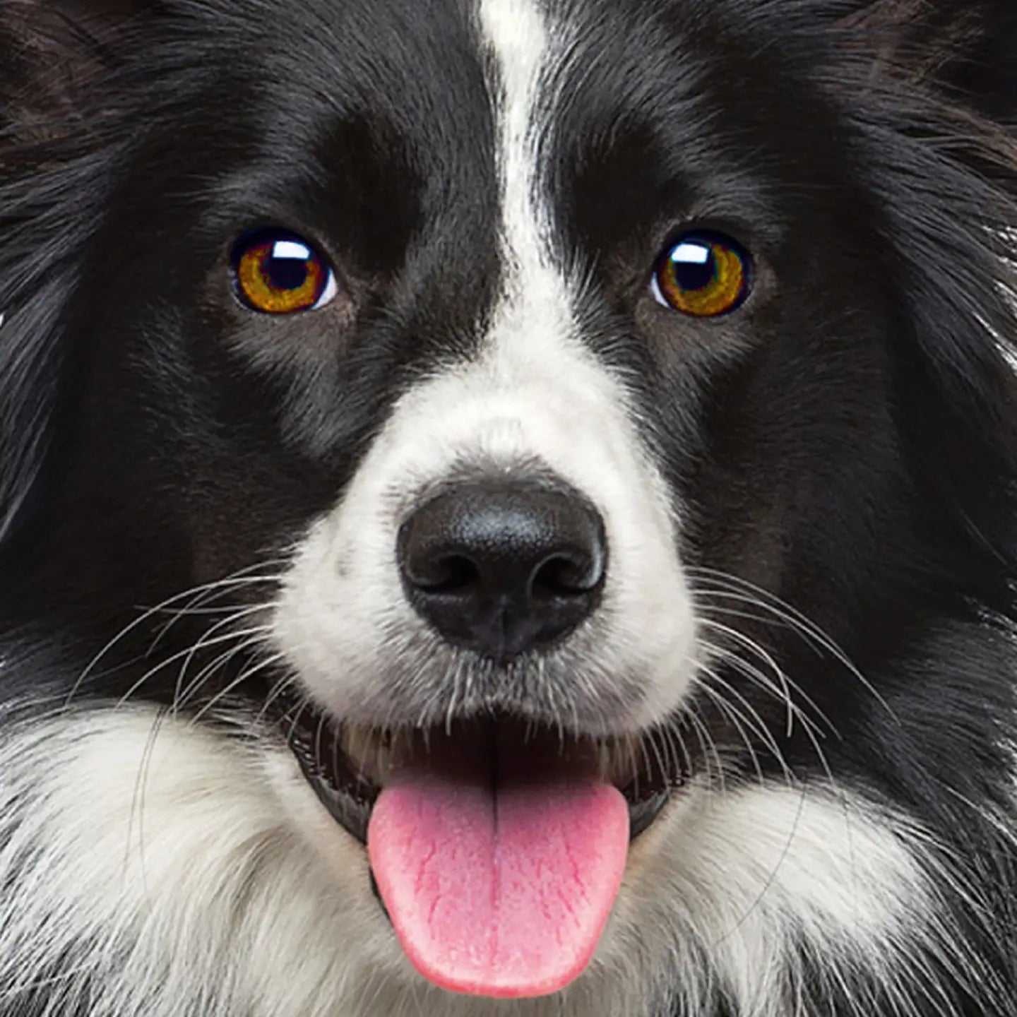 Q-Puzzle: Dog #1 70pc (Q4-5)