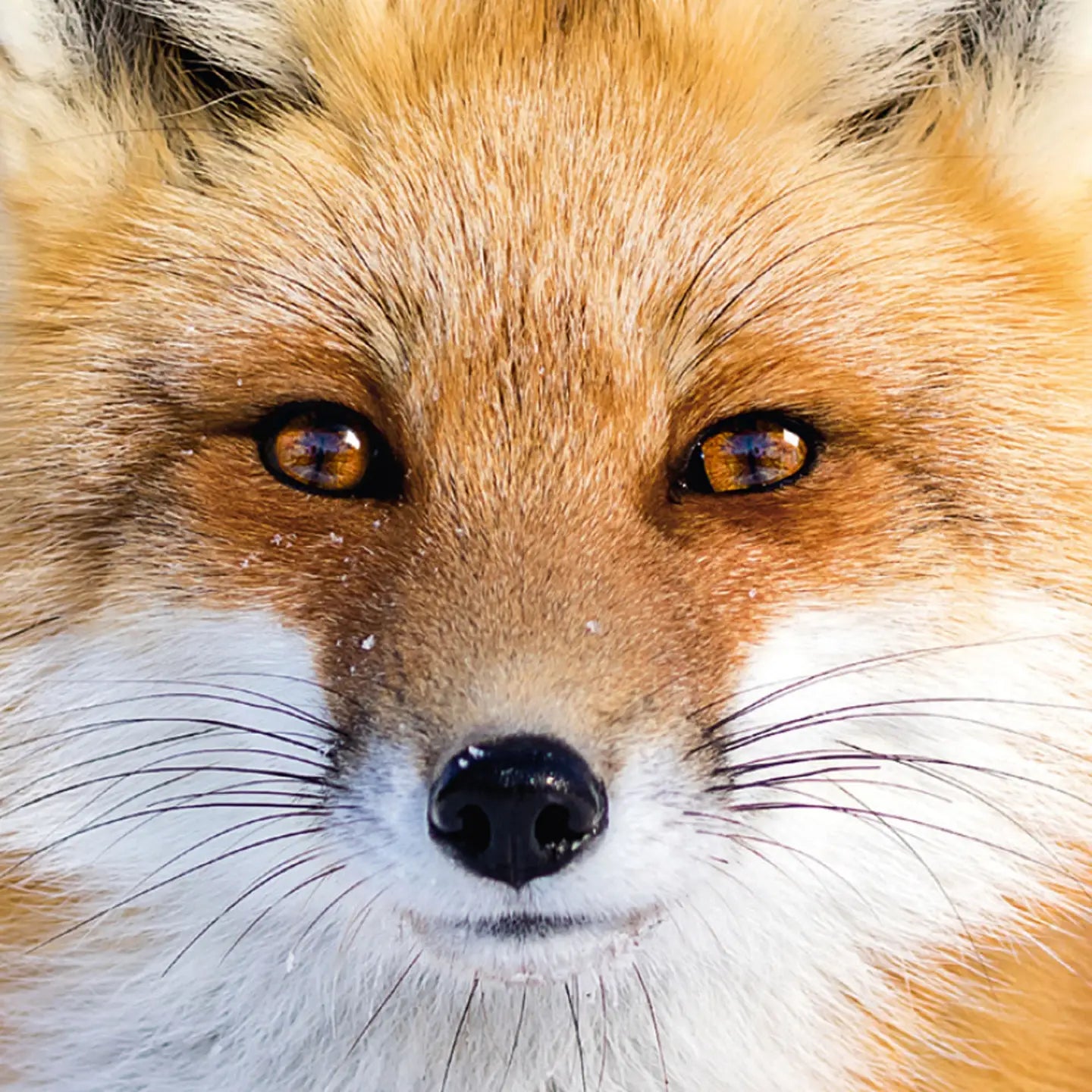 Q-Puzzle: Fox 70pc (Q4-7)