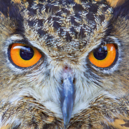 Q-Puzzle: Owl 70pc (Q4-4)