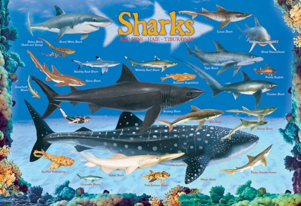 Sharks 100pc