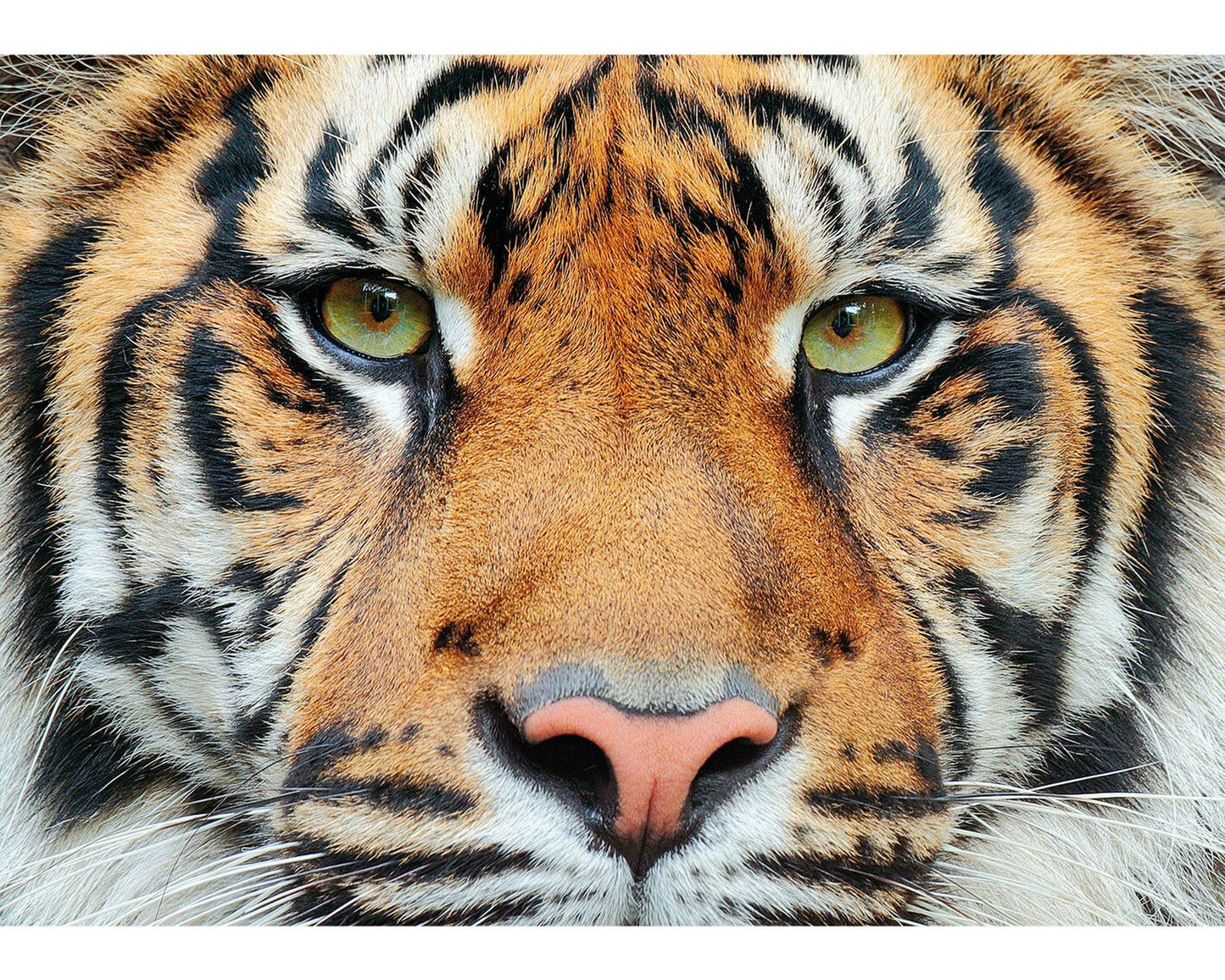Sumatran Tiger Mini 40pc