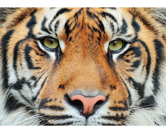Sumatran Tiger Mini 40pc