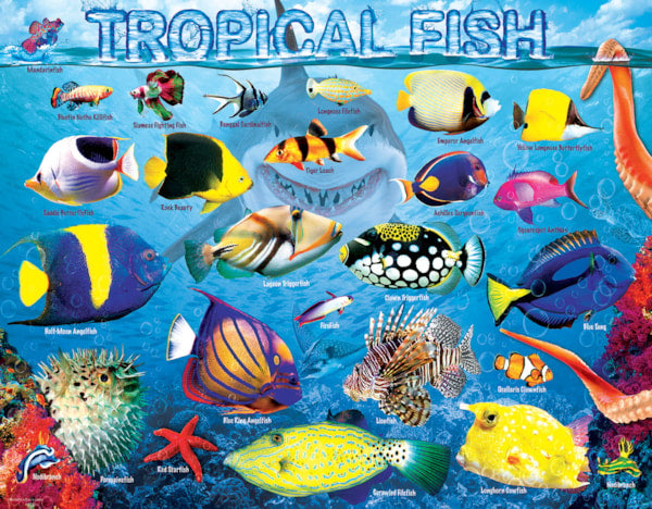 Tropical Fish 100pc