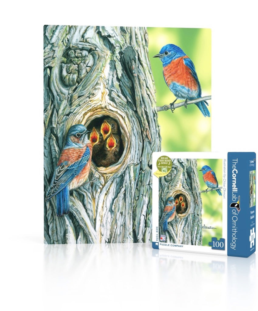 Cornell Ornithology: Western Bluebird Mini 100pc