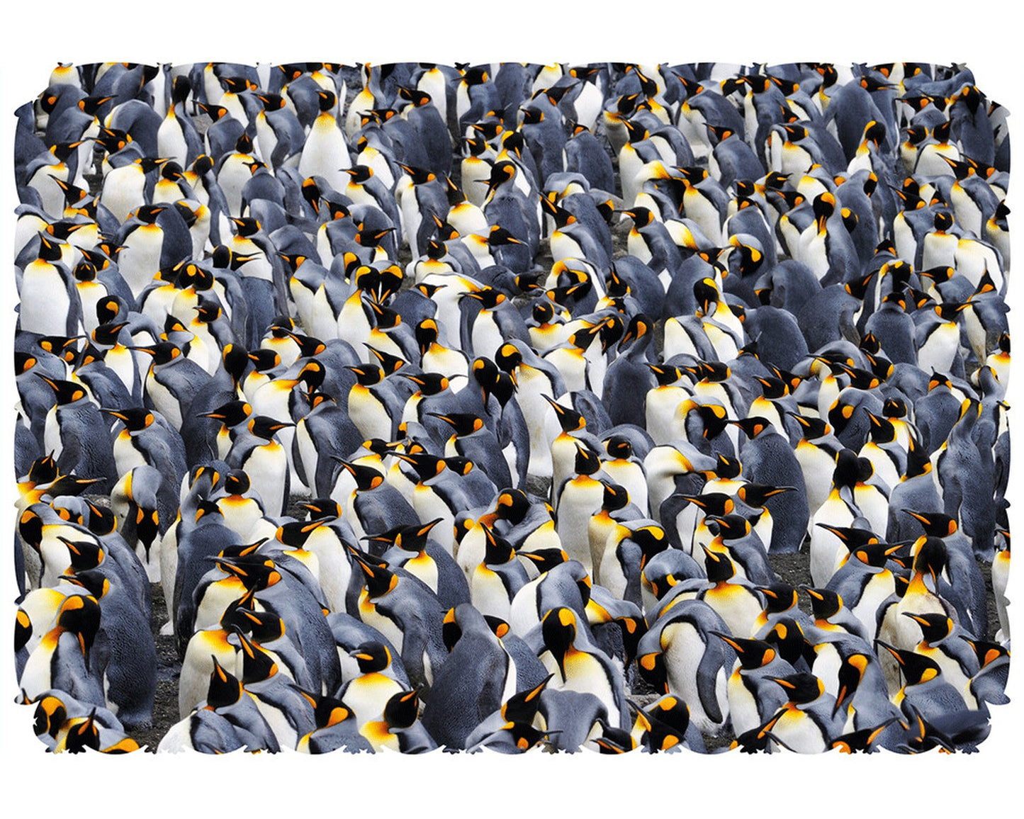 Where to Penguin? (Extra Difficult) 265pc
